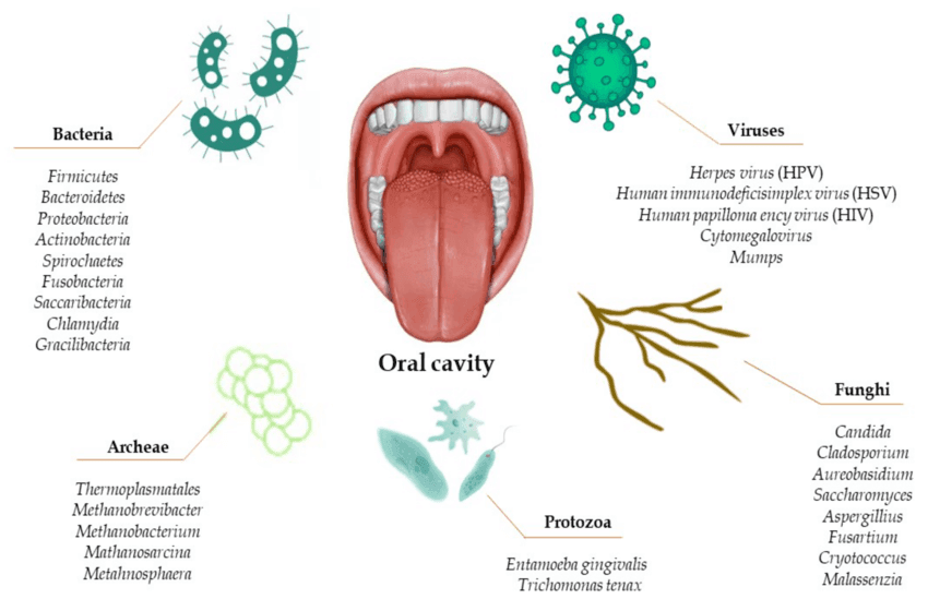 Oral Microbiome bacteria ecosystem diagram